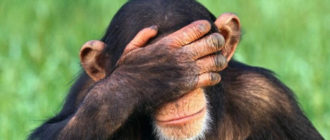 Некоторые виды обезьян распознают сложные эмоции
