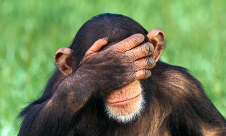 Некоторые виды обезьян распознают сложные эмоции