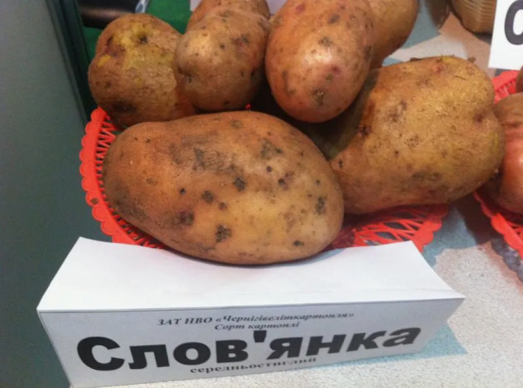 Красная Слов'янка: секреты успешного продвижения столового картофеля