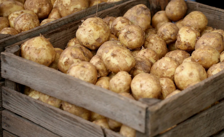Красная Слов'янка: секреты успешного продвижения столового картофеля
